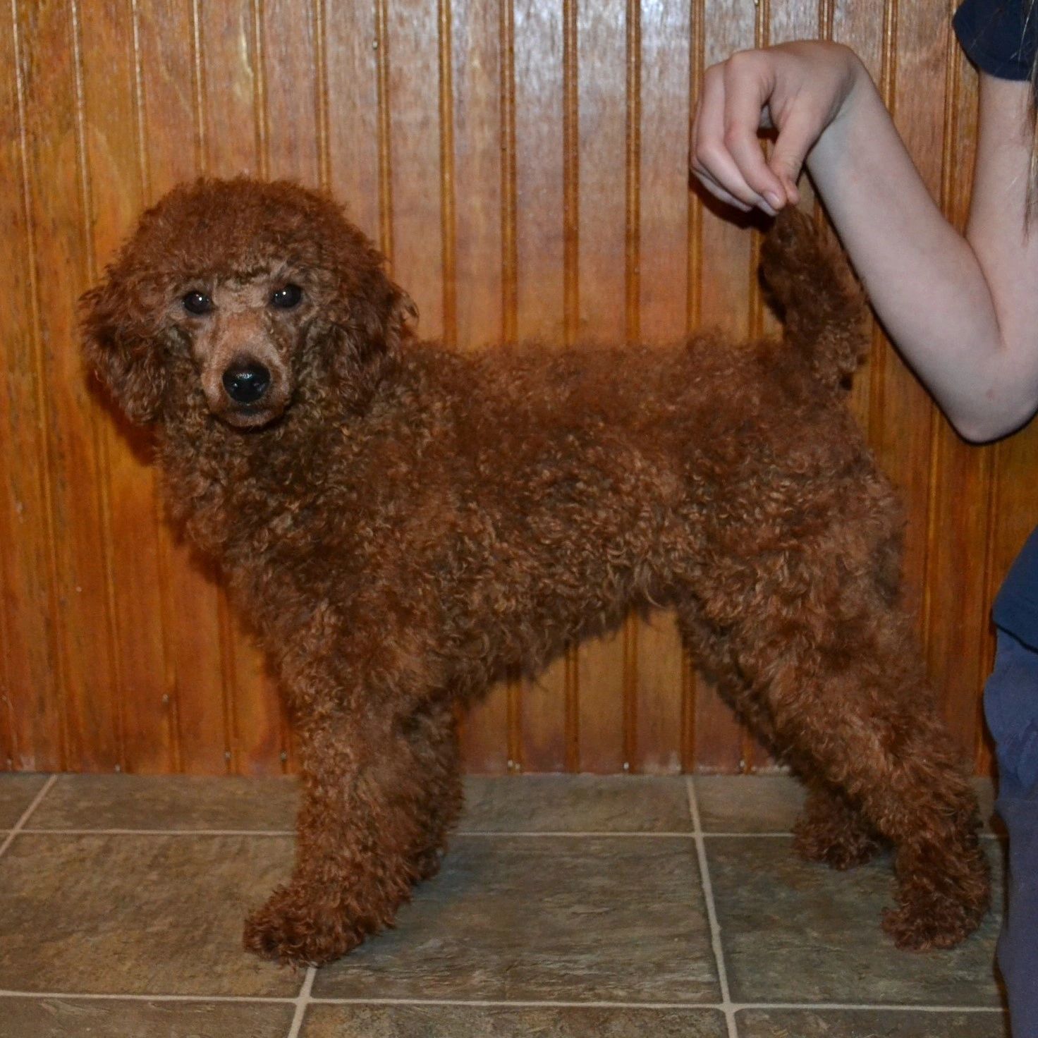 Poodles